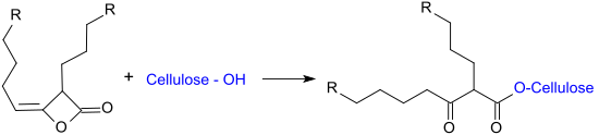 Reaktion von Alkylketendimeren (AKD) mit Cellulose