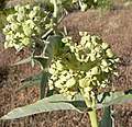 Asclepias erosa (confirmed by comparison with external sources)