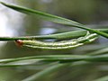 Caterpillar