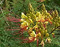 Caesalpinia gilliesii