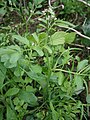 Cardamine flexuosa