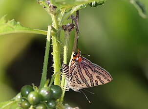 Ventral view