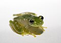 Powdered glass frog, Cochranella pulverata, Centrolenidae, Honduras to Ecuador