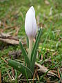 Colchicum hungaricum