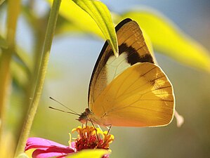 Form semiflava (female)