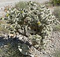 Cylindropuntia echinocarpa