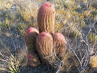 Plants in habitat in Concepcion del Oro, Zacatecas