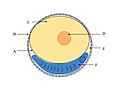 Diagram of a fish egg. A. Vitelline Membrane B. Chorion C. Yolk D. Oil Globule E. Perivitelline Space F. Embryo