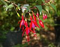 Fuchsia regia