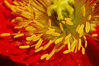 Closeup of the stamens