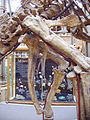 Iguanodon (right pelvis)