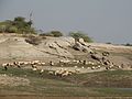 Few people know that the Jawai Dam is a grazing ground for many sheep. The farmers of the village bring their sheep near the water area for grazing.