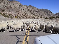 Sheep droving in Kings Canyon, Utah
