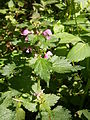 Lamium maculatum