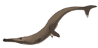 Maledictosuchus riclaensis