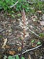 Orobanche hederae