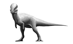 Life restoration of the close relative Pachycephalosaurus