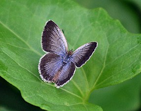 Dorsal view