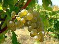 Sauvignon blanc wine grape. Location: Vlasotince vineyards, southeast Serbia.