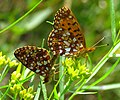 B. s. atrocostalis, mating, Ontario, Canada