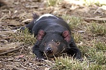 A devil lying belly down on dry scrub grass and dead leaves. It has stretched its front legs out in front of its face.