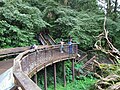 Viewing platform of the giant tree