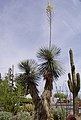 Yucca elata