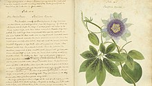 Wollstonecraft botanical illustration