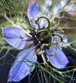 Nigella damascena