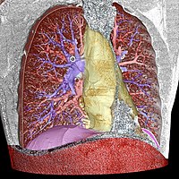 Additional colors: - Pulmonary arteries: blue - Pulmonary veins: red - The mediastinum: yellow - The diaphragm: violet