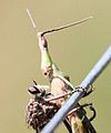 Alcimus with grasshopper prey