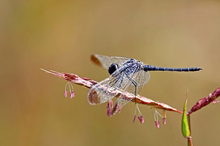 Diplacodes nebulosa male