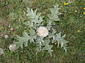 Carlina acanthifolia