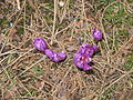 Colchicum bulbocodium opening