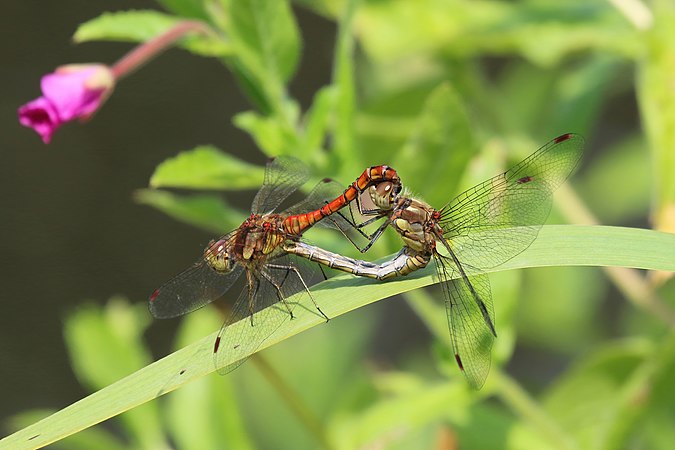 图为条斑赤蜻（Sympetrum striolatum），摄于伦敦西南部列治文区的邱园。蜻蜓和蜻蛉能够在交配时同时飞行。今天是情人节。