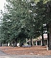 The Cuesta College Founders Grove, located behind Building 1100 on the main San Luis Obispo campus, leads up to the Cougar Soccer Expanse.