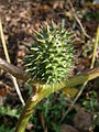 Datura stramonium fruit