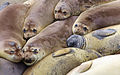 Elephant seals