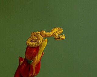 Hatchling, Costa Rica