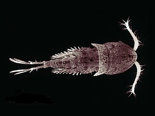 Freshwater copepod