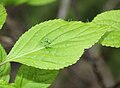 Bud (male)