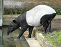 A Malayan Tapir