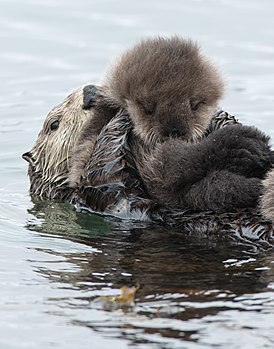 Mother sea otter with sleeping pup, Morro Bay
