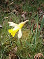 Narcissus pseudonarcissus subsp. pseudonarcissus'