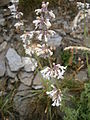 Nepeta nepetella