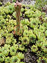 Sempervivum tectorum boutignyanum in flower