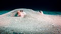 A southern stingray in resting under a layer of sand in Costa Rica.