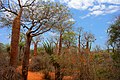 Image 20Spiny forest at Ifaty, Madagascar, featuring various Adansonia (baobab) species, Alluaudia procera (Madagascar ocotillo) and other vegetation (from Ecosystem)