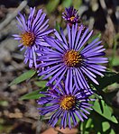 Symphyotrichum novae-angliae in Ontario, Canada