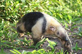 Southern tamandua